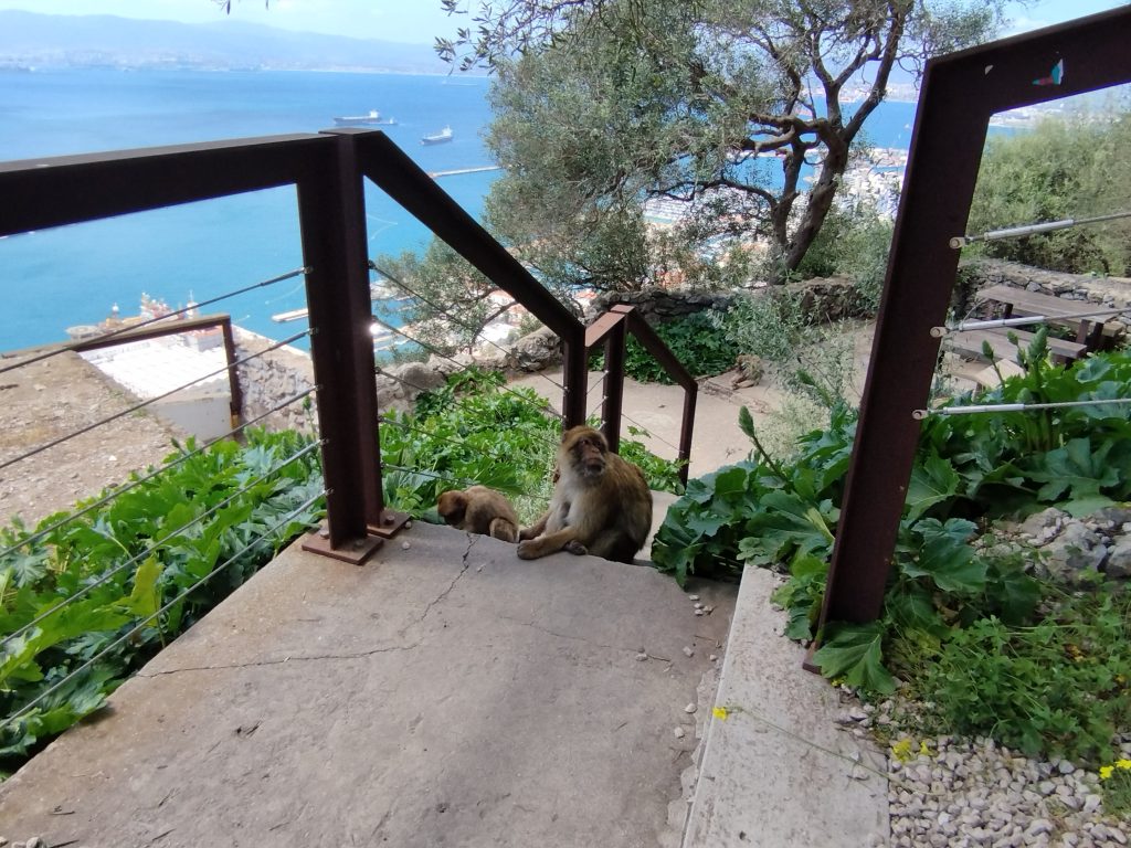 Mono con la cría con vistas al mar en el peñón de Gibraltar